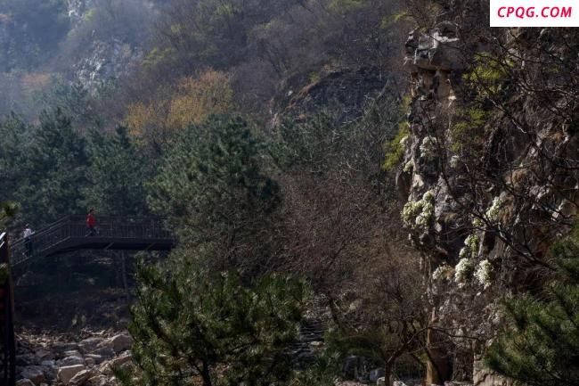 谁说这种美丽的花只长在深山峡谷？北京城六区首次发现槭叶铁线莲 生态改善见证奇迹