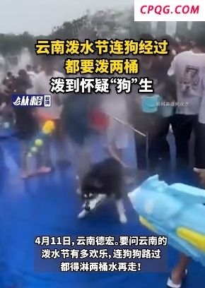 泰国泼水节连狗都不放过