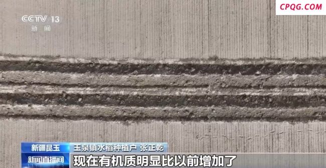 塔克拉玛干沙漠用旱直播技术种水稻 节水高效新突破