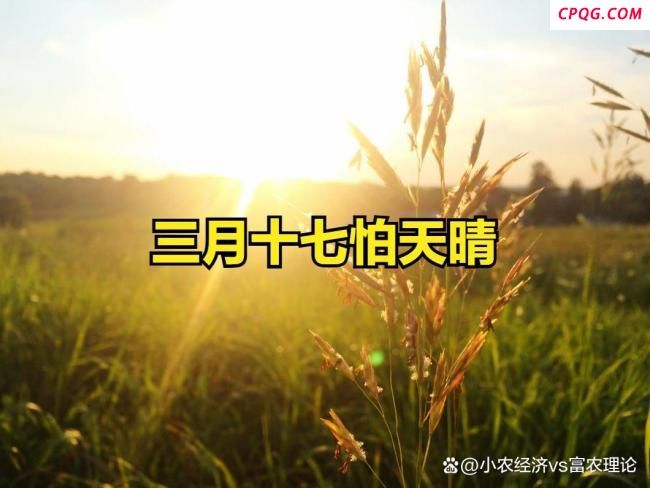 今日三月十七，老人说“三月十七怕天晴”，为何？