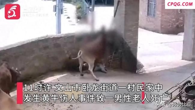 老人被发狂黄牛顶撞后去世
