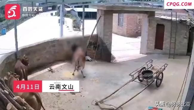老人被发狂黄牛顶撞后去世 悲剧引发关注
