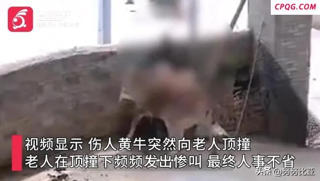 老人被发狂黄牛顶撞后去世 悲剧引发关注