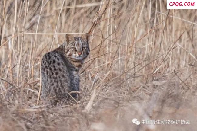 国家保护动物豹猫现身石景山