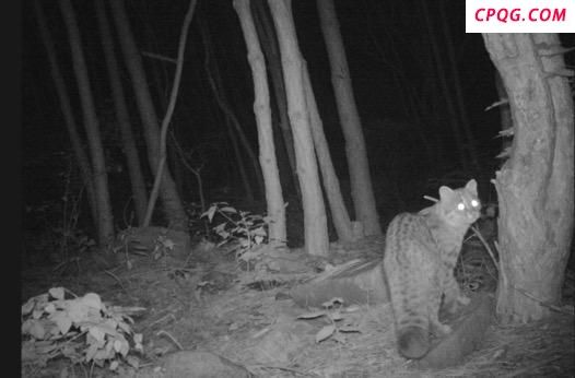 国家保护动物豹猫现身石景山 生态环境改善标志