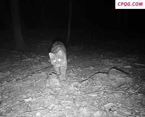 国家保护动物豹猫现身石景山 生态环境改善标志
