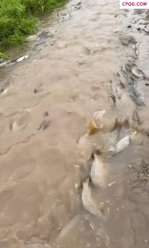网友拍下大量鲤鱼“跃龙门”