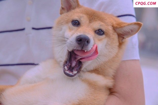 狗狗拍照时被喷一脸酸奶后吃了起来