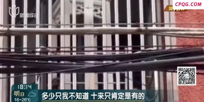 阿姨把房让猫居住邻居遭殃 异味扰民引纠纷