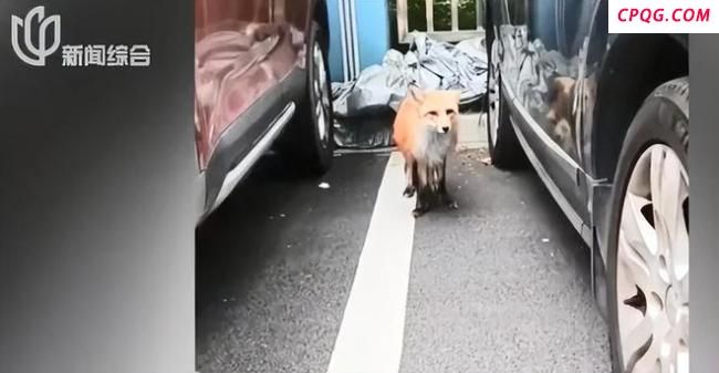 上海一小区惊现赤狐