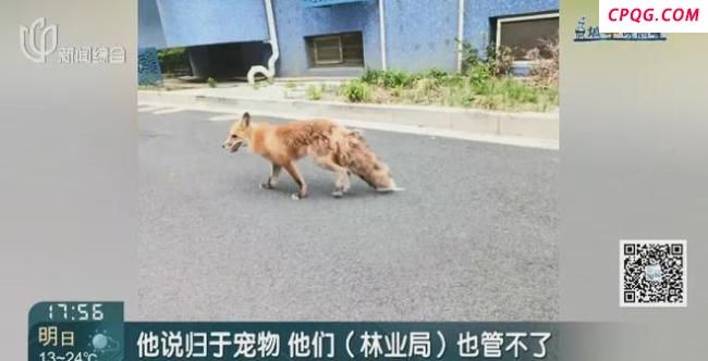 上海一小区惊现赤狐 居民担忧安全问题