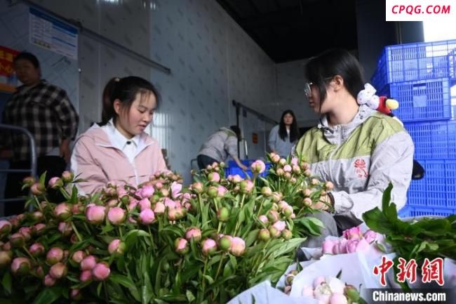 探访“重庆芍药第一村” 花经济繁荣景象
