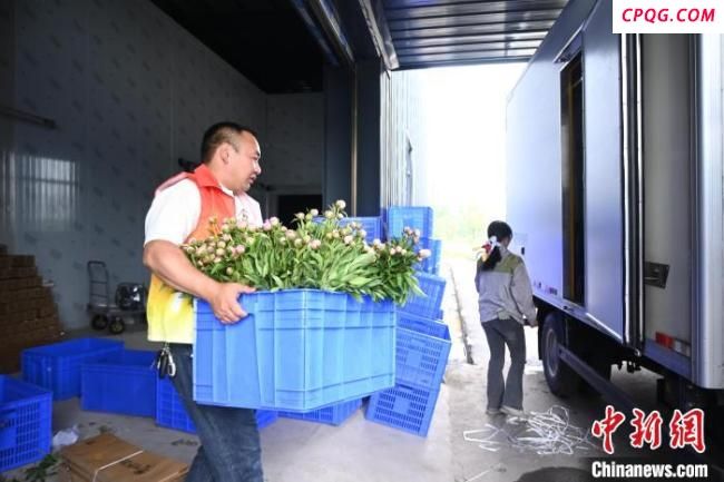 探访“重庆芍药第一村” 花经济繁荣景象