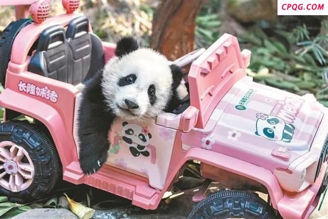 广州大熊猫妹猪大名定为妹珠