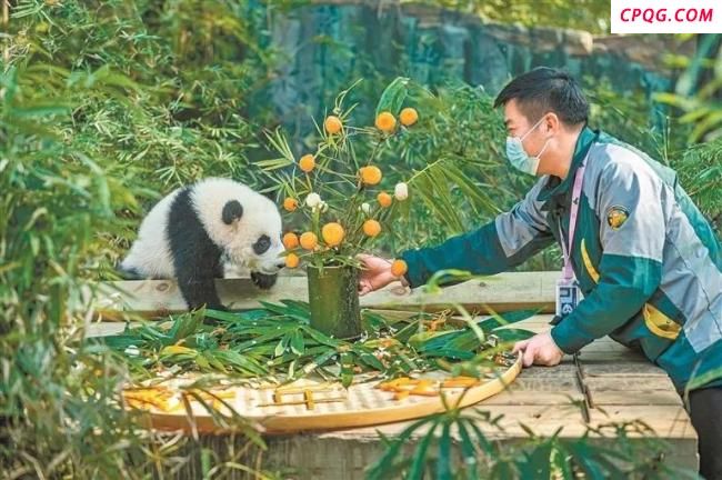 广州大熊猫妹猪大名定为妹珠 集万千宠爱于一身