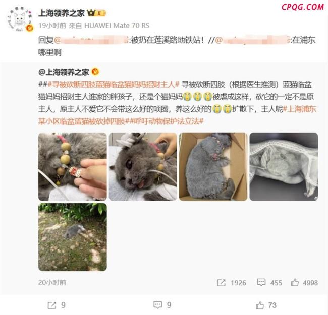 上海一蓝猫疑被虐待砍断四肢