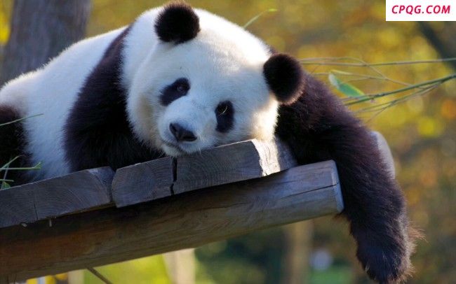 日政要来华：希望再租借大熊猫