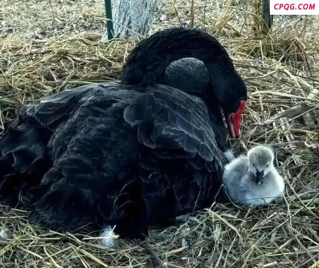 高校黑天鹅幼崽被鱼线缠死？校方回应 加强管理禁止钓鱼