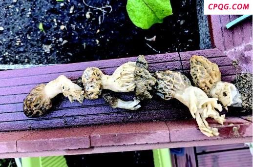 女子荷花缸冒羊肚菌 研究所千里求菌 罕见自然现象引关注