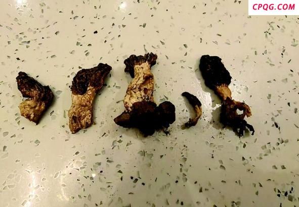 女子荷花缸冒羊肚菌 研究所千里求菌 罕见自然现象引关注