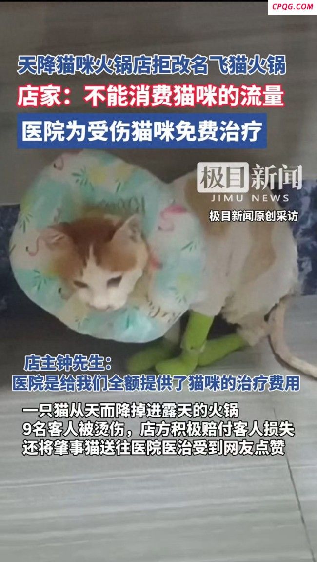 掉入火锅的猫咪
