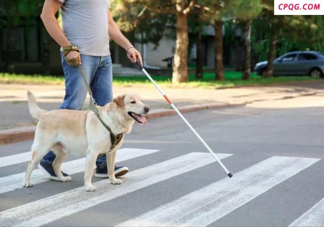 多家酒店将导盲犬视作宠物 认知亟待提升