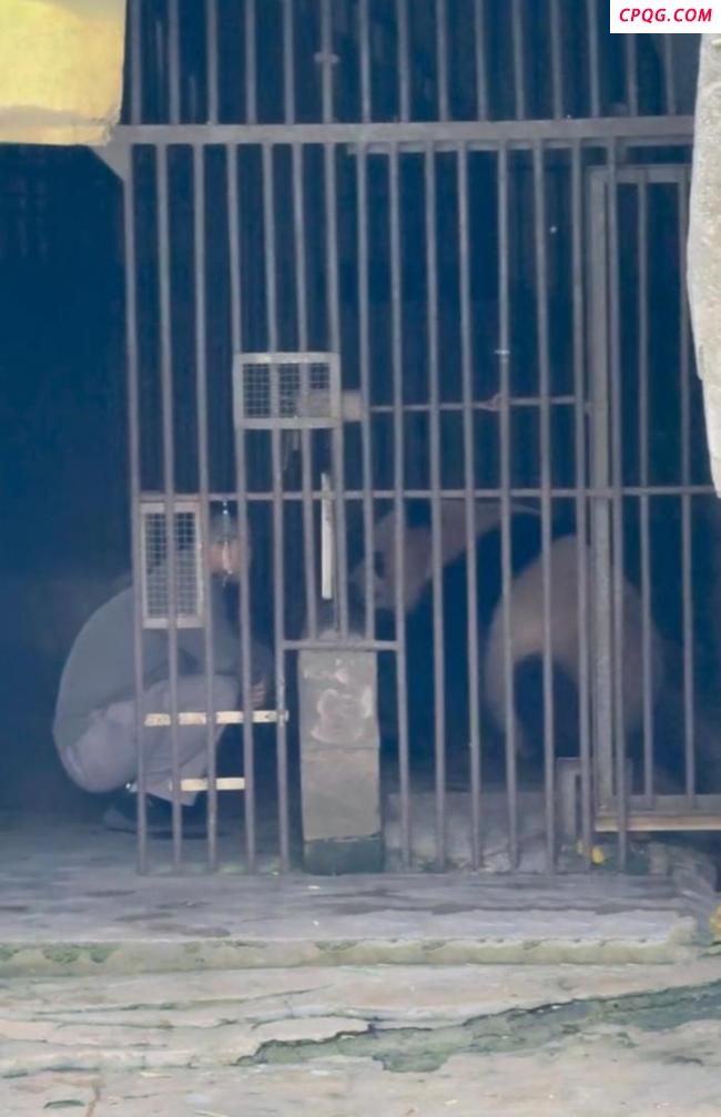 大熊猫双双被游客扔玻璃药瓶 同类事件再发生