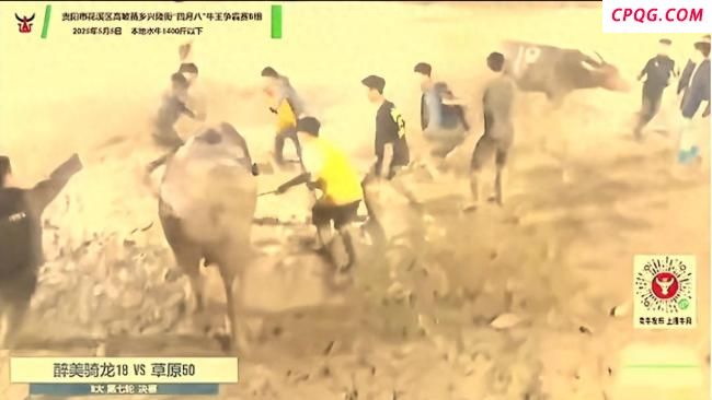 牛王争霸赛起纠纷引发群殴