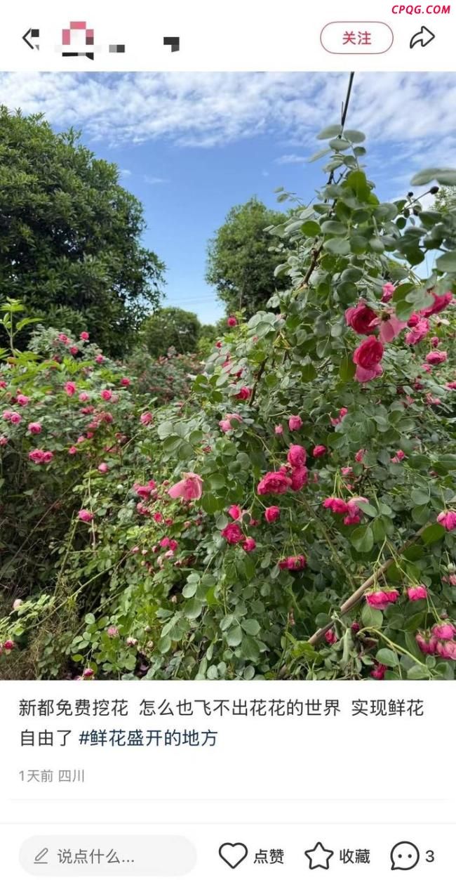 成都一苗圃遭组团挖花 不实信息引发混乱