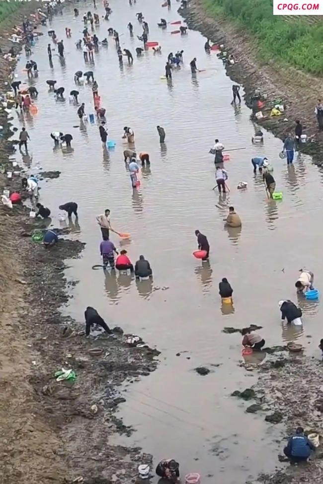 镇政府辟谣大批人员下河摸金摸铜钱 实为摸河蚌