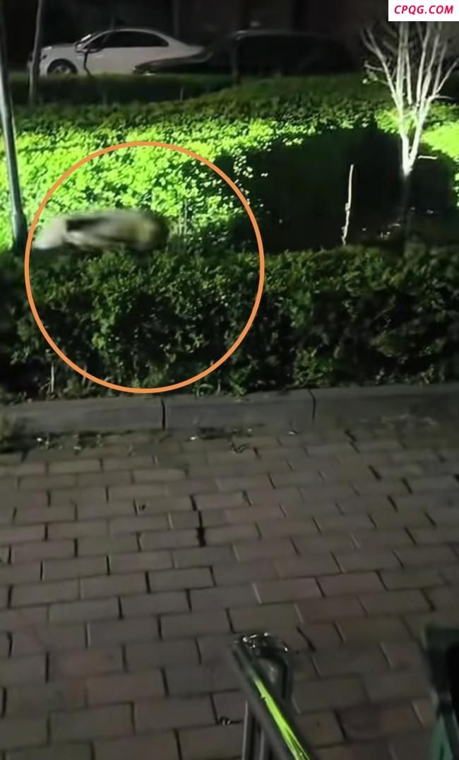辽宁一头野猪跑进小区乱窜
