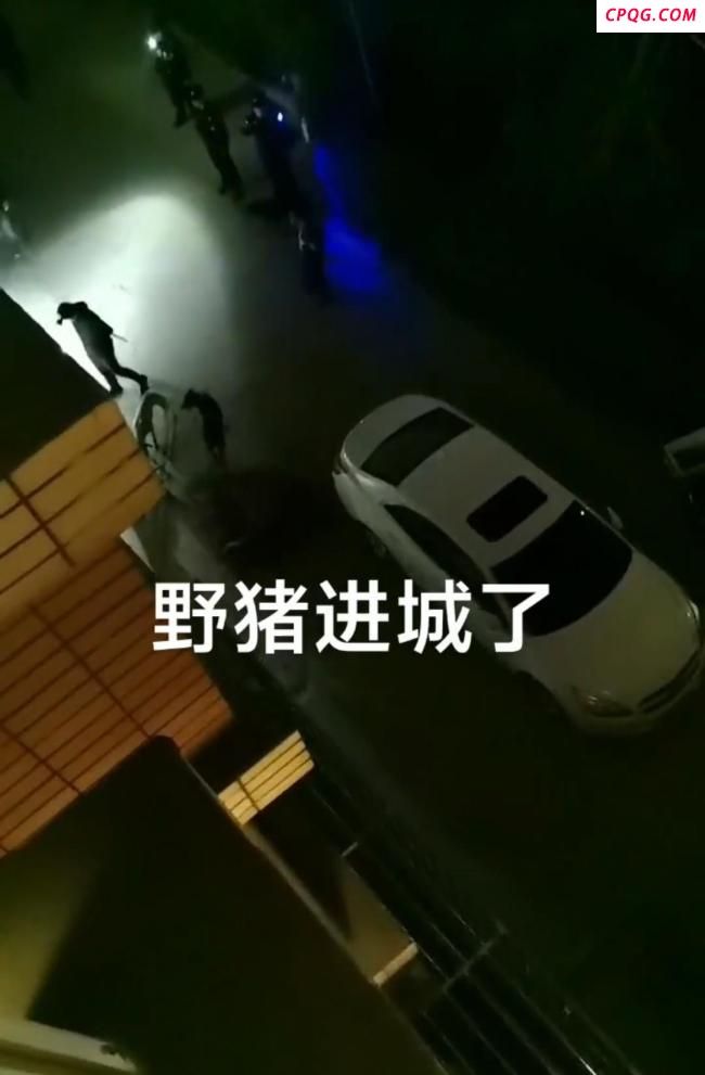 辽宁一头野猪跑进小区乱窜 警民联手成功捕获