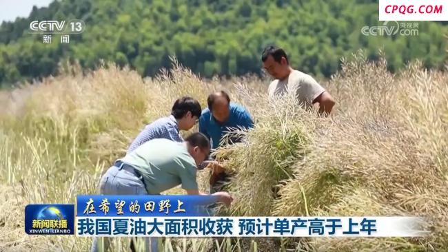 中国夏油大面积收获 单产将高于上年