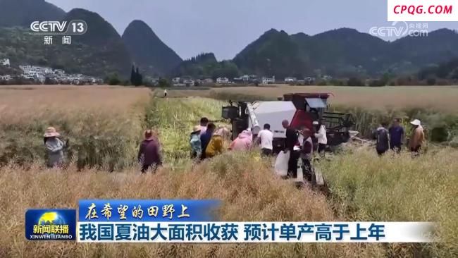 中国夏油大面积收获 单产将高于上年 冬油菜单产有望再提升