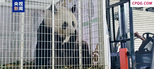 欢迎回家！旅马大熊猫“福娃”和“凤仪”启程回国
