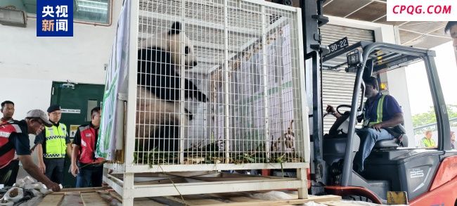 欢迎回家！旅马大熊猫“福娃”和“凤仪”启程回国