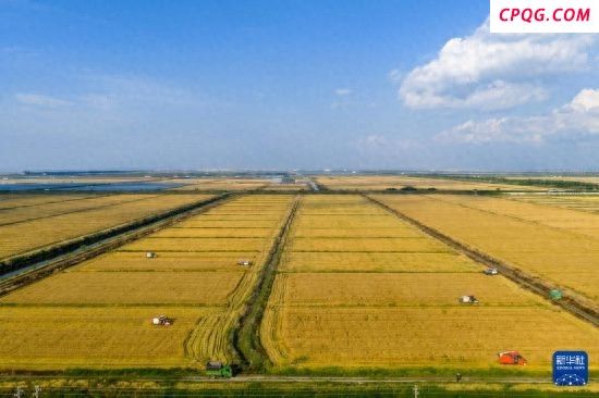 多地小麦进入成熟收割期