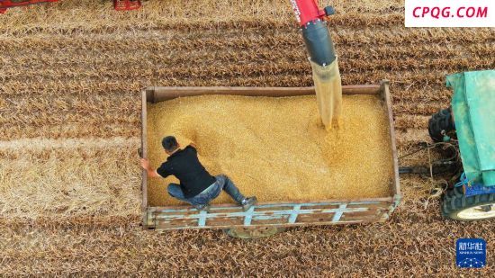 多地小麦进入成熟收割期 农机抢收忙