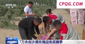 塔克拉玛干沙漠“锁边合龙”时种植的玫瑰花开了