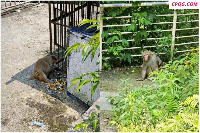游客在重庆南山被野猴抓伤 景区提醒勿投喂野生动物