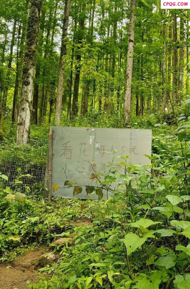 都江堰野百合收费事件 游客质疑收费合理性