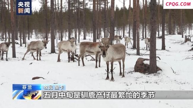 北约频繁在芬兰牧区演习 牧民担心惊扰驯鹿