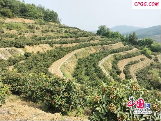 泸溪兴隆寨村：跑山猪“跑”出乡村振兴新路子