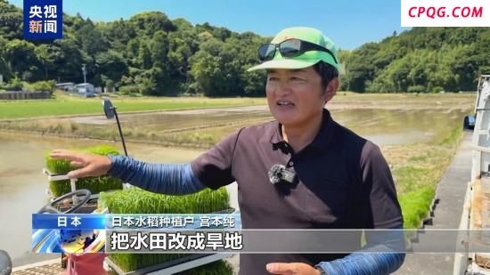 日本平抑米价为何难见成效 多因素推高成本