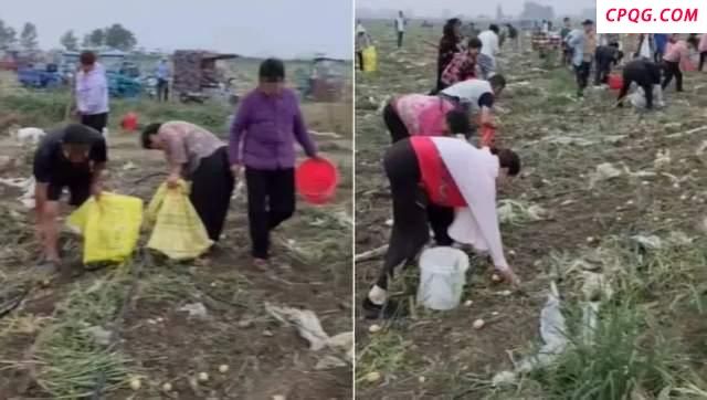 遭上百位村民哄抢土豆种植户发声 损失预计近百万斤