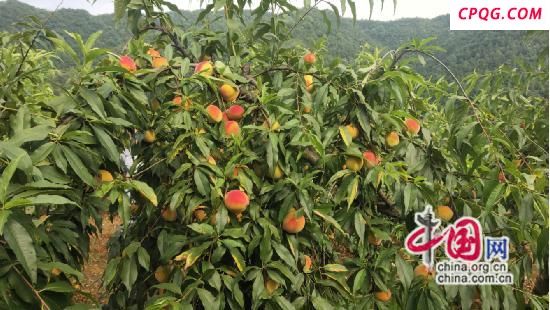 湖南龙山二中：消费帮扶解民忧 助农增收促振兴
