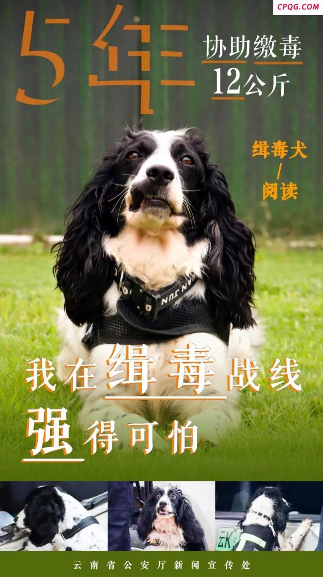 缉毒汪汪队成绩强得可怕