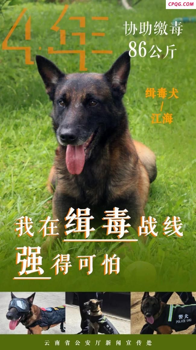 缉毒汪汪队成绩强得可怕 无言战友功勋卓著