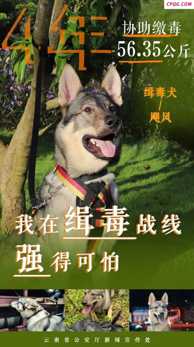 缉毒汪汪队成绩强得可怕 无言战友功勋卓著