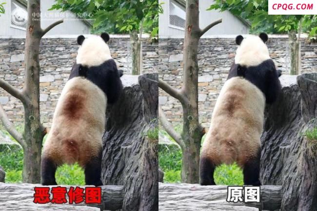 官方辟谣大熊猫背上“血洞” 实为毛色与光影效果